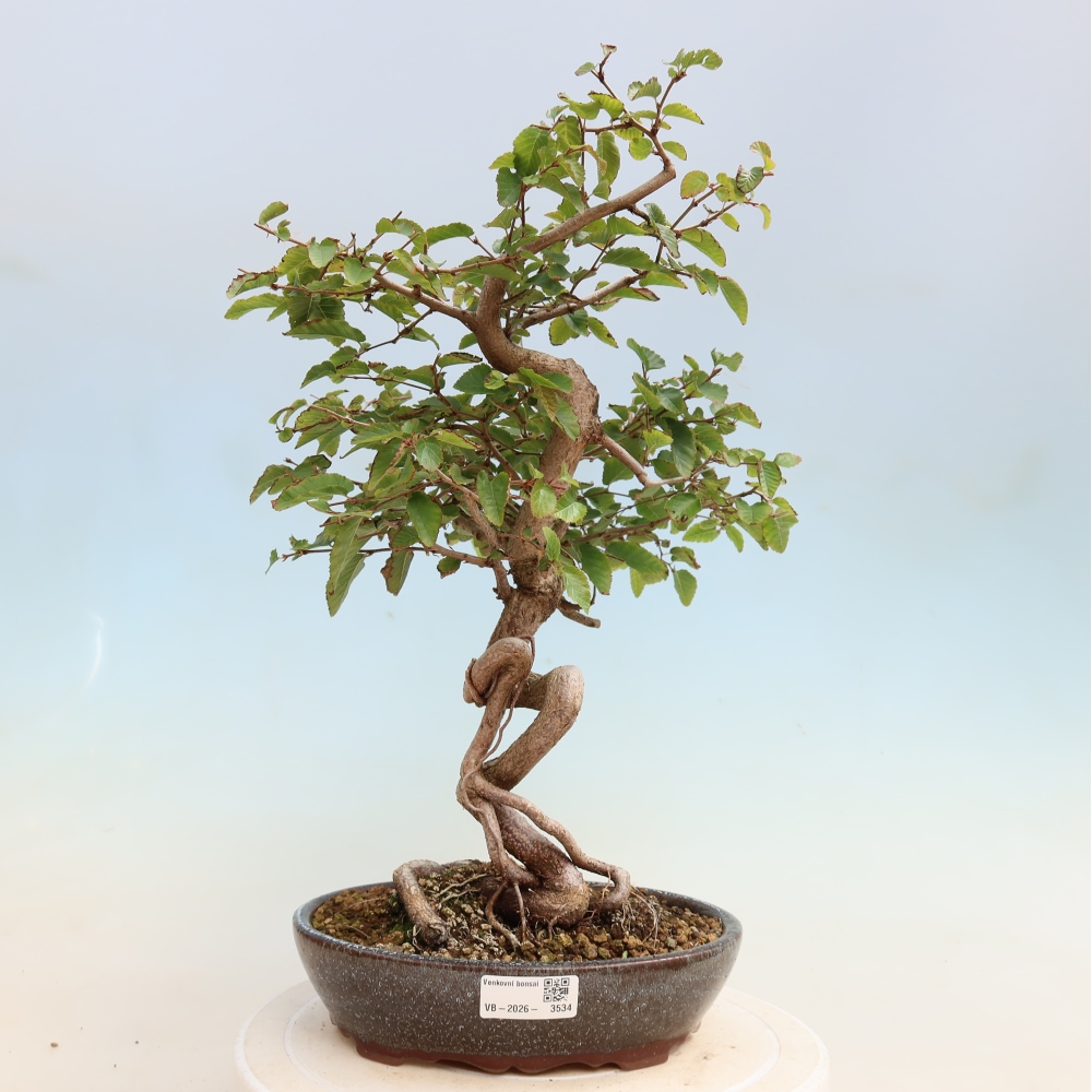 Kültéri bonsai -Carpinus CARPINOIDES - Koreai gyertyánfa