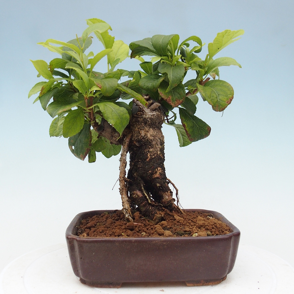 Kültéri bonsai - Celastrus orbiculatus