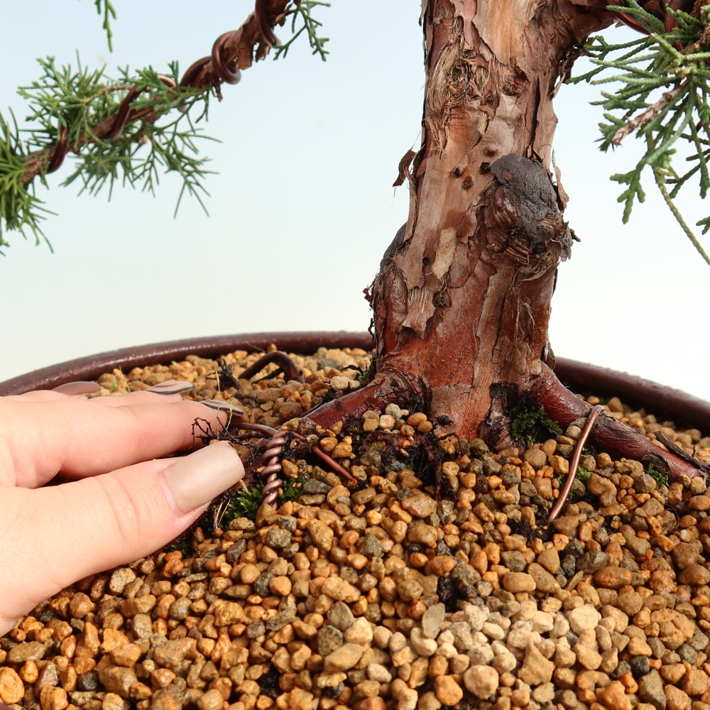 Kültéri bonsai - Juniperus chinensis Kishu