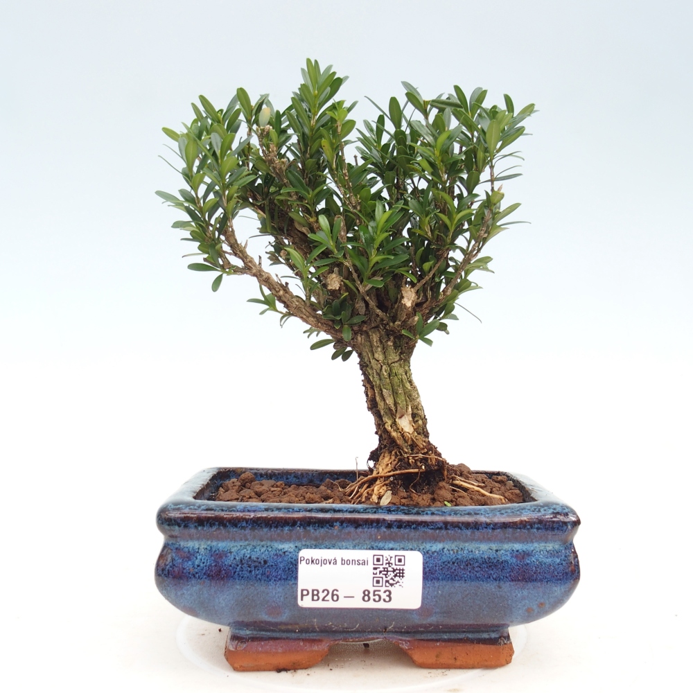 Szobai bonsai - Buxus harlandii - parafa buxus