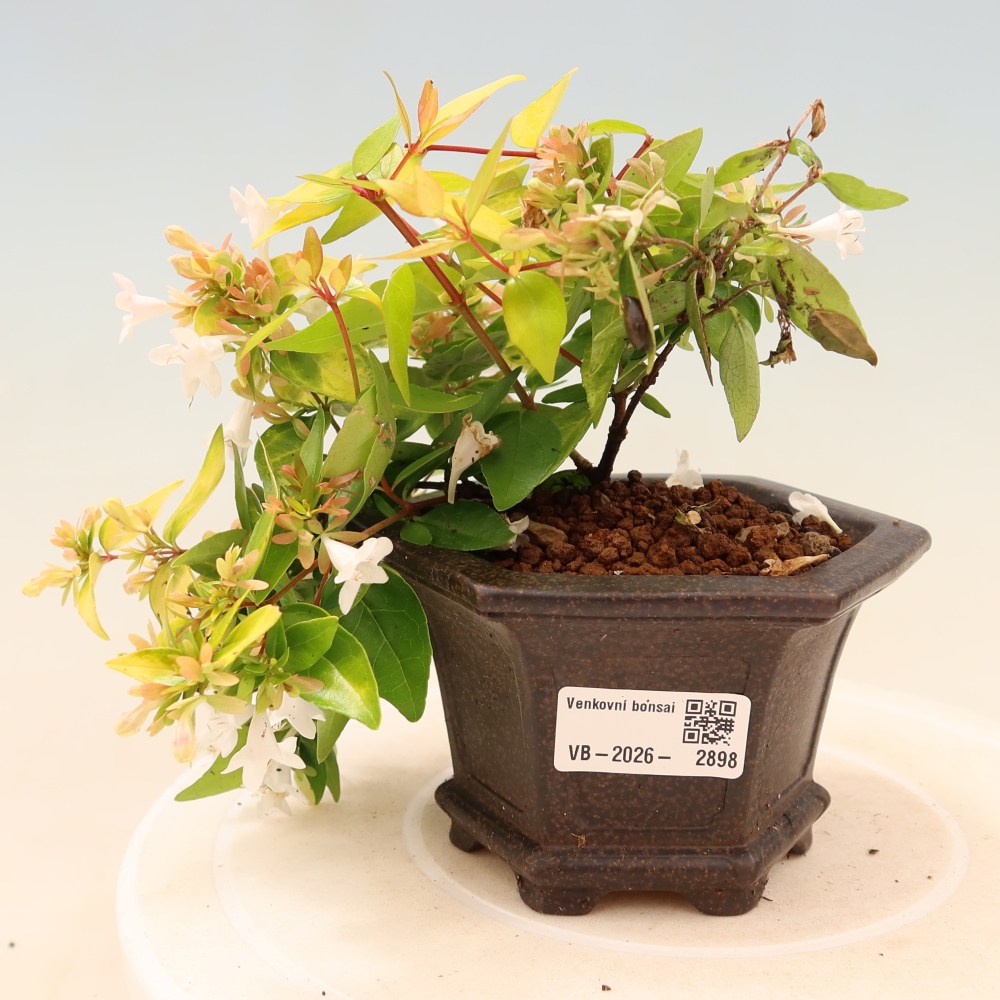 Kültéri bonsai – Abelia gr. Kleidoscope – Nagyvirágú abélia