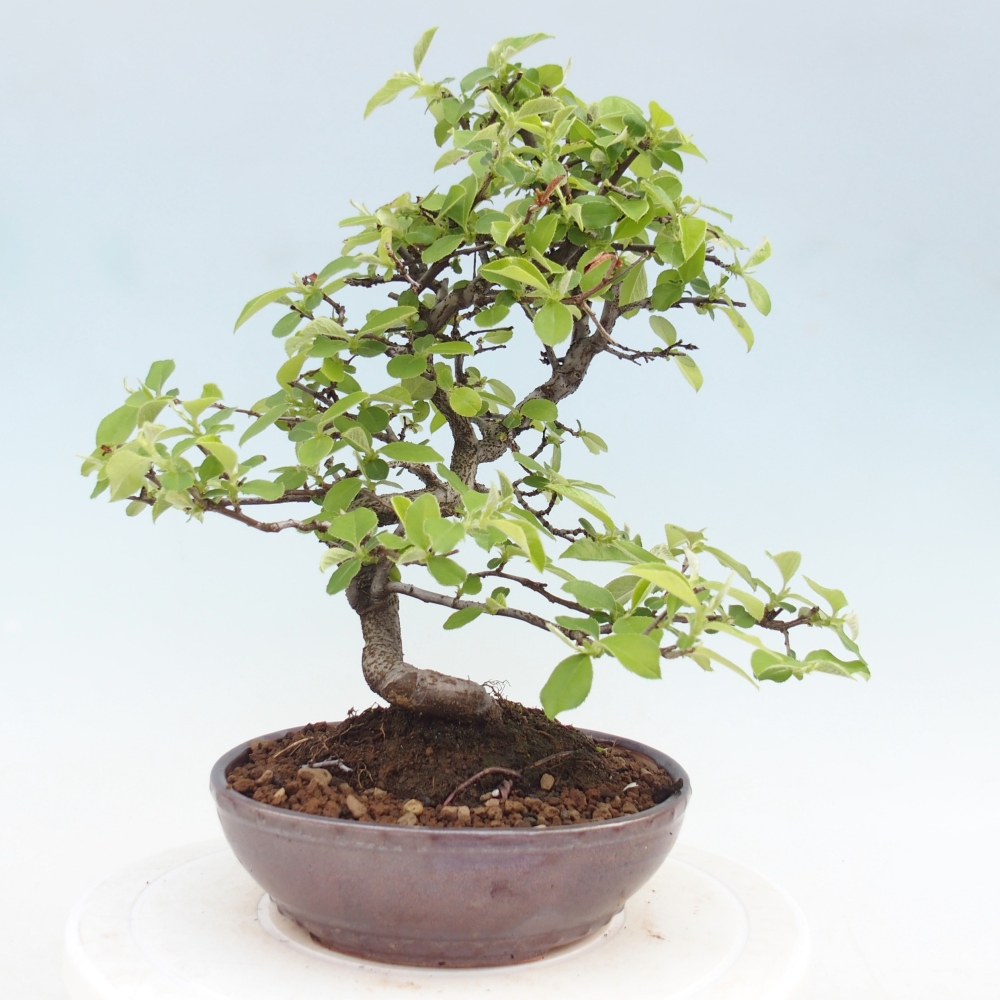 Kültéri bonsai - Chaneomeles chinensis
