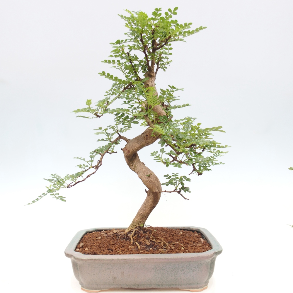 Szobai bonsai - Zantoxylum piperitum - borsfa