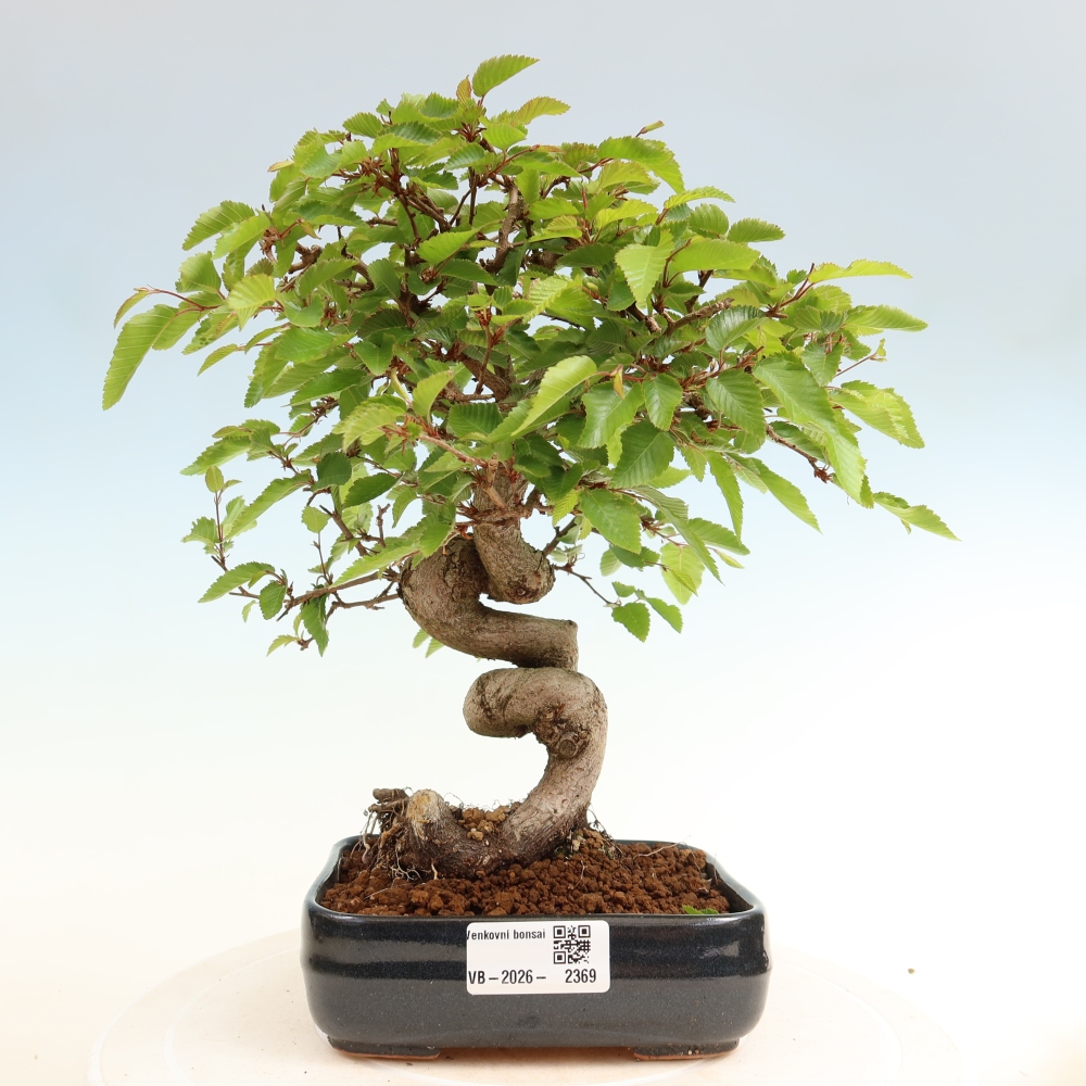 Kültéri bonsai -Carpinus Coreana - Koreai gyertyánfa