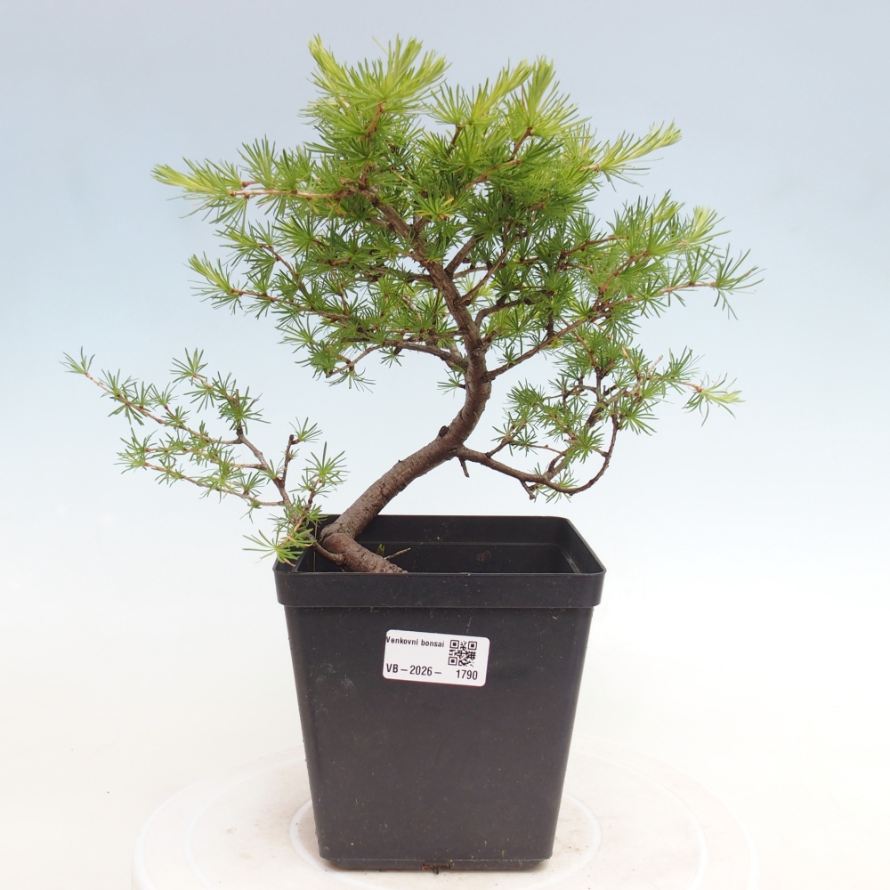 Kültéri bonsai - Larix decidua - vörösfenyő
