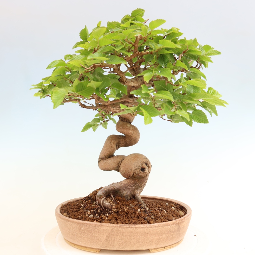 Kültéri bonsai -Carpinus Coreana - Koreai gyertyánfa