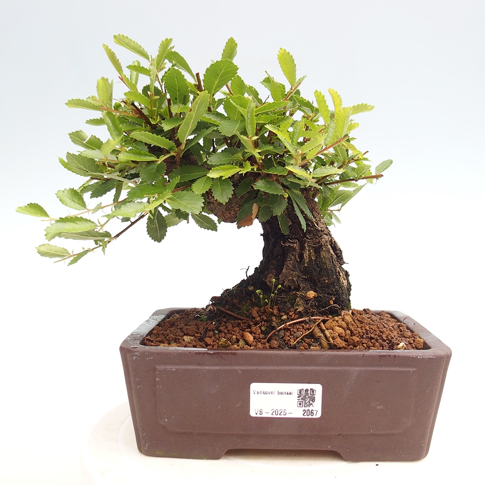 Kültéri bonsai - Zelkova - Zelkova NIRE