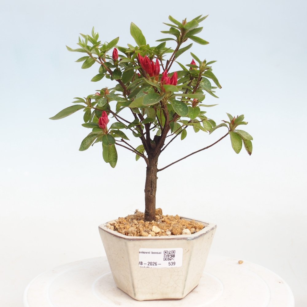 Kültéri bonsai - japán azálea - Azalea sp.