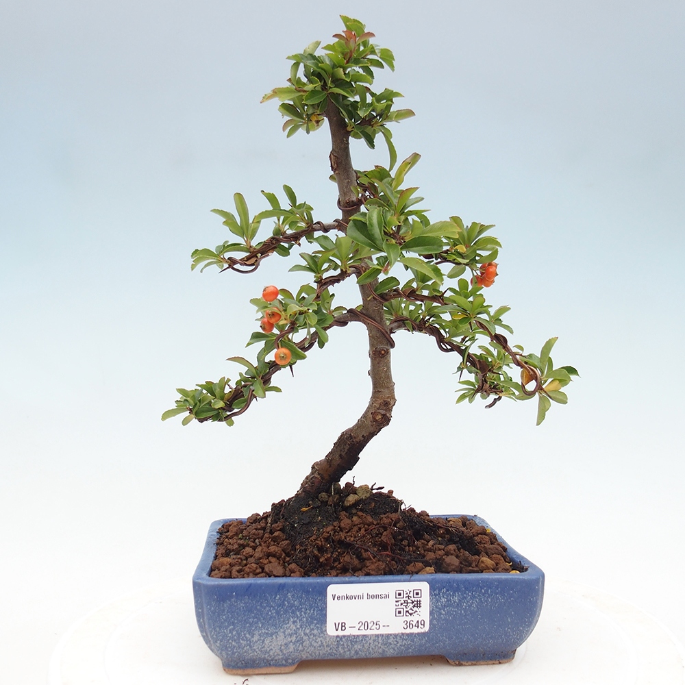 Kültéri bonsai-Pyracantha Teton - Hlox