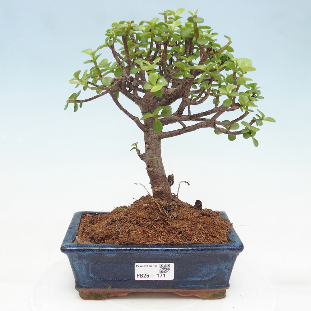 Szoba bonsai - Portulakaria Afra - Tlustice