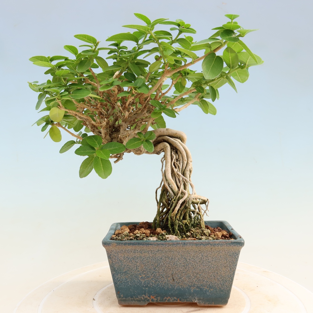 Beltéri bonsai - Premna serratifolia - Kozlovna malolista