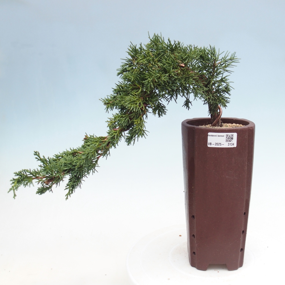 Kültéri bonsai - Juniperus chinensis Kishu