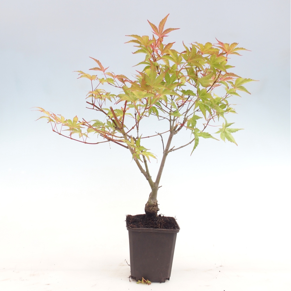 Kültéri bonsai - Acer palmatum Beni Tsukasa Beni Tsukasa konténerben