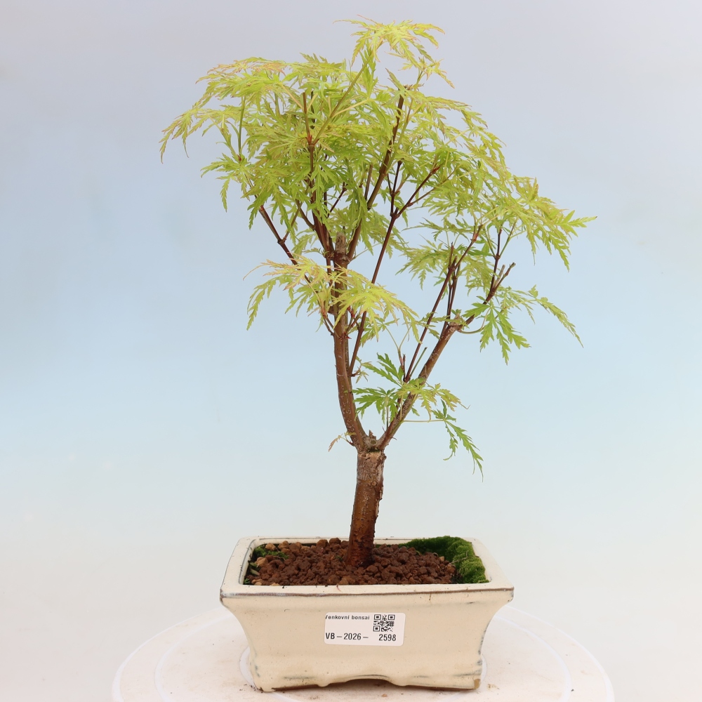Kültéri bonsai - Acer palmatum Dissectum