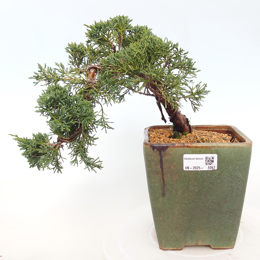 Kültéri bonsai - Juniperus chinensis Kishu