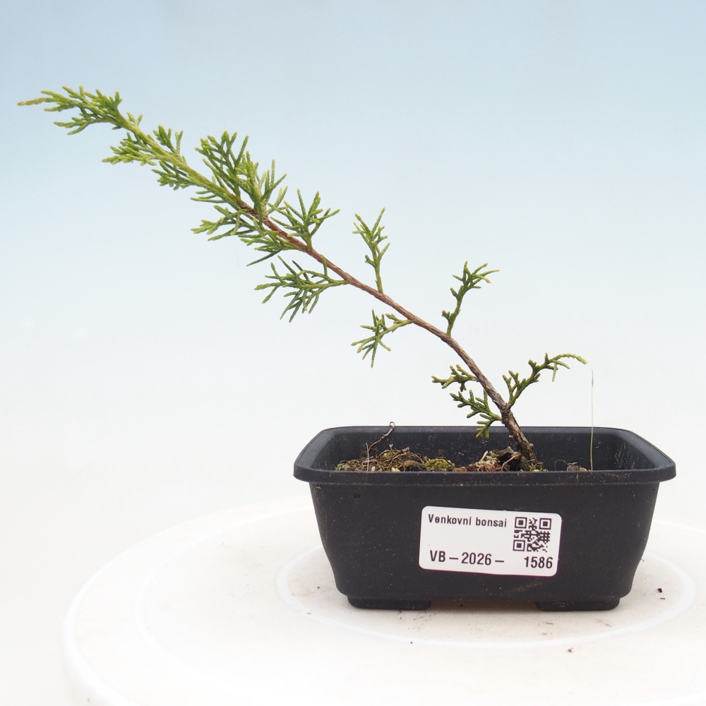 Kültéri bonsai - Juniperus chinensis Itoigawa