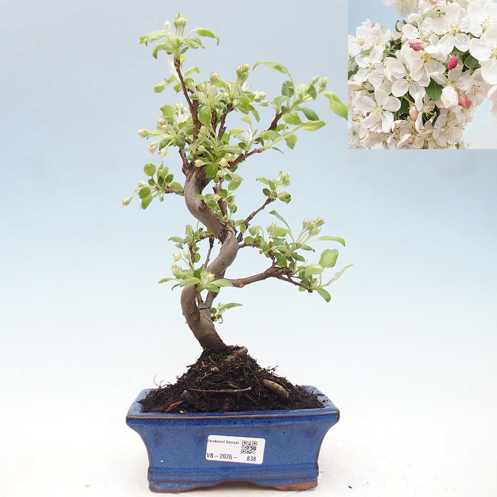 Kültéri bonsai -Malus halliana - Kis gyümölcsű almafa
