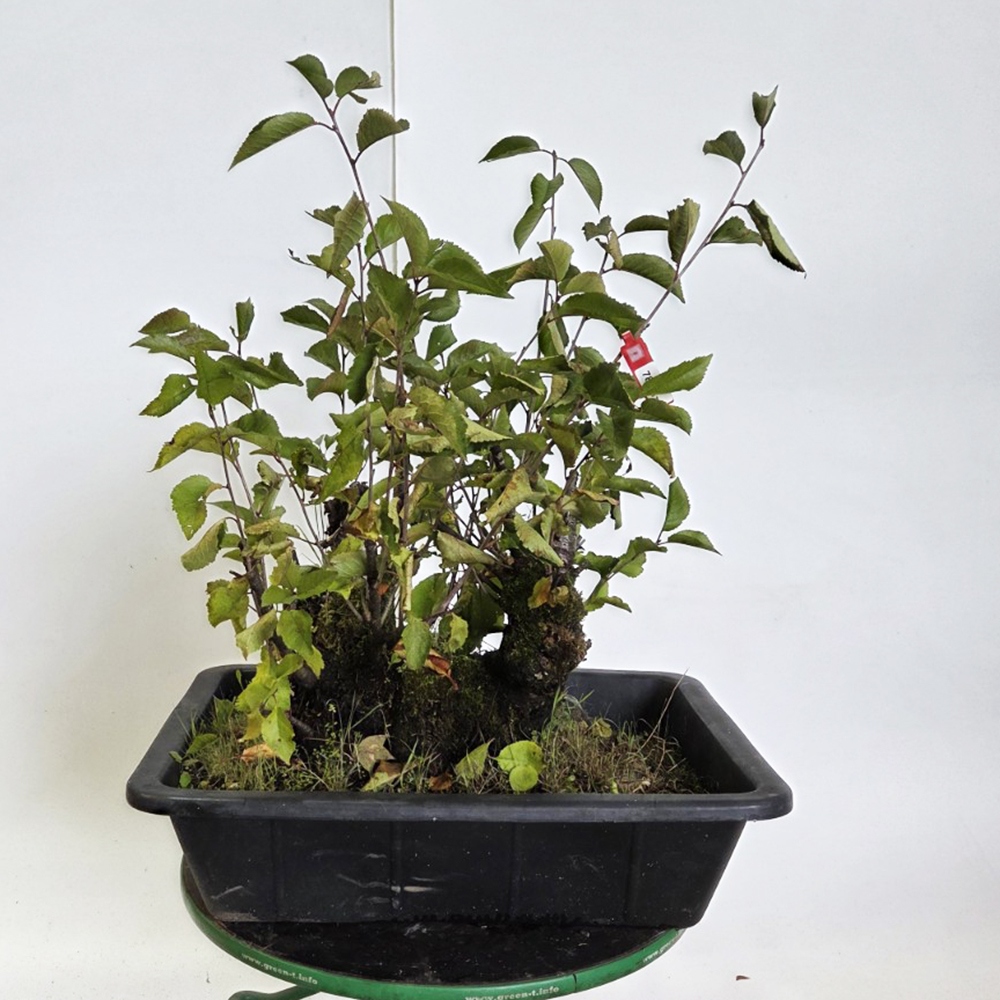 Kültéri bonsai cseresznye - Prunus aviata