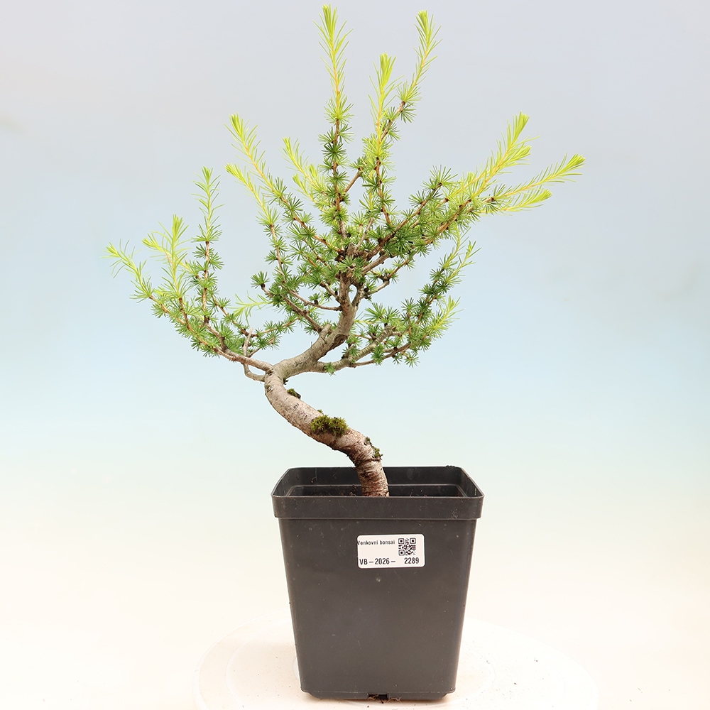 Kültéri bonsai - Larix decidua - vörösfenyő