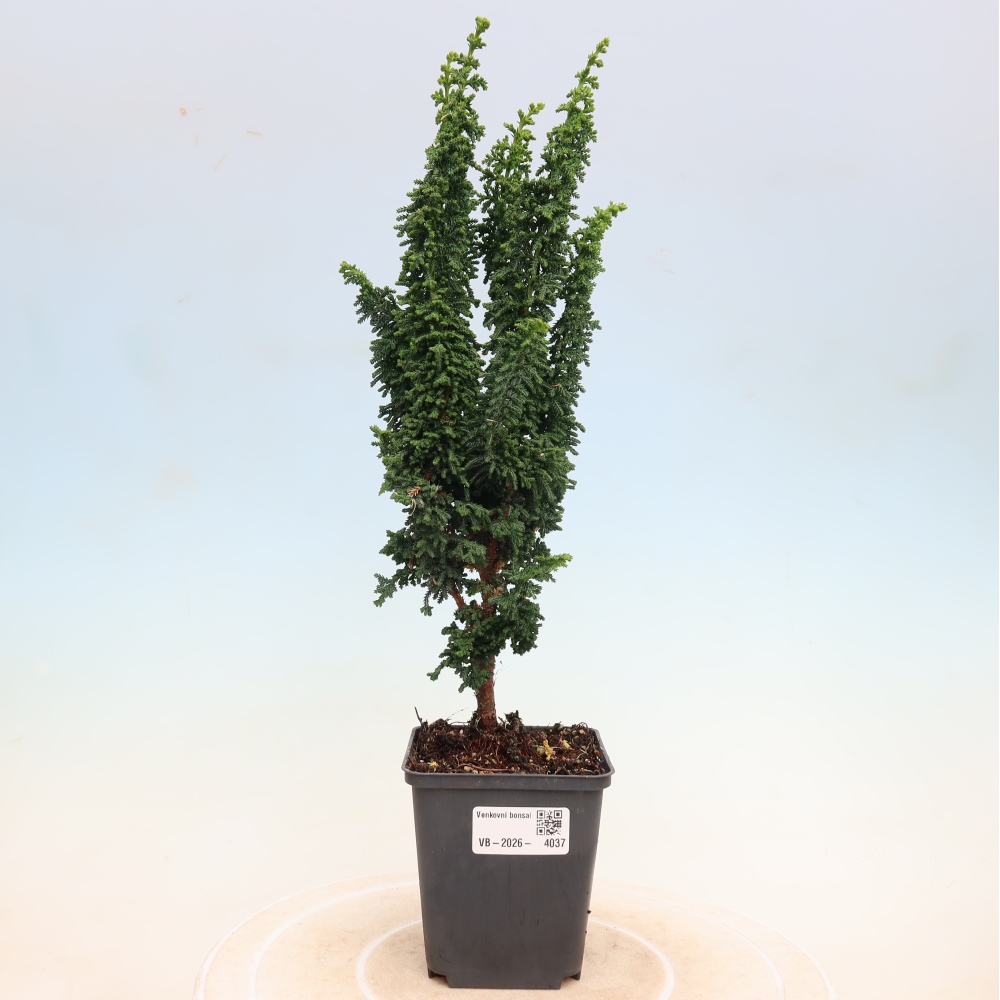 Kültéri bonsai - Cham. obtusa SEKKA HINOKI - Cifra ciprus