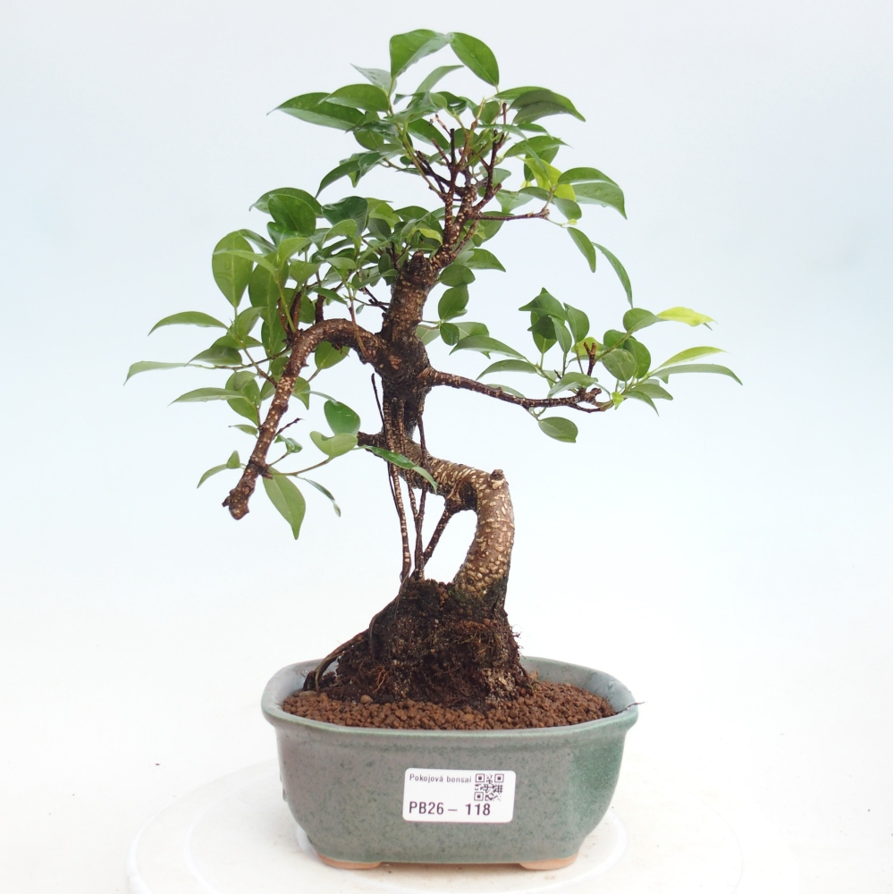 Szobai bonsai - Ficus retusa - kislevelű fikusz