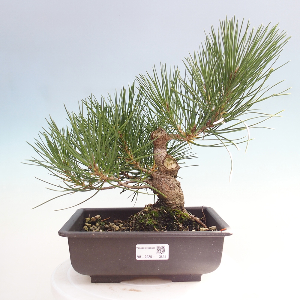 Kültéri bonsai - Pinus thunbergii - Thunberg fenyő
