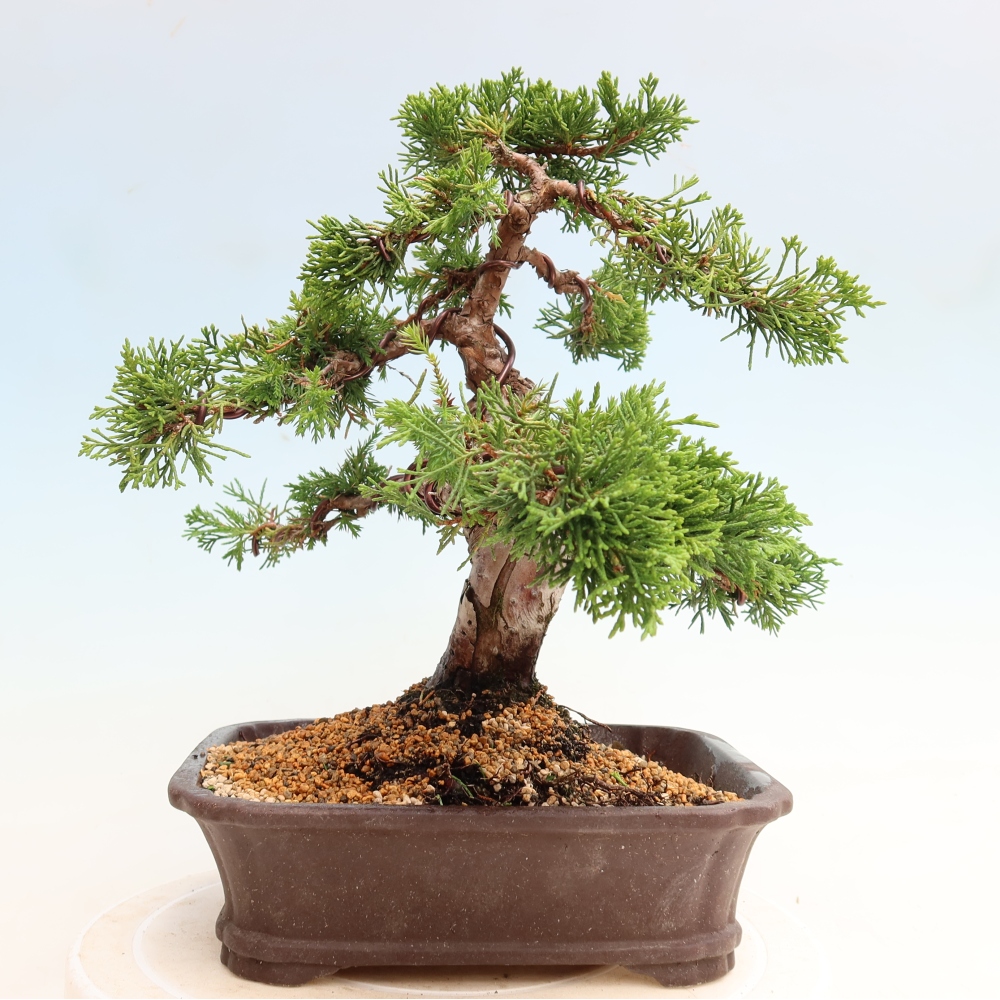 Kültéri bonsai - Juniperus chinensis Itoigawa-Juniperus chinensis