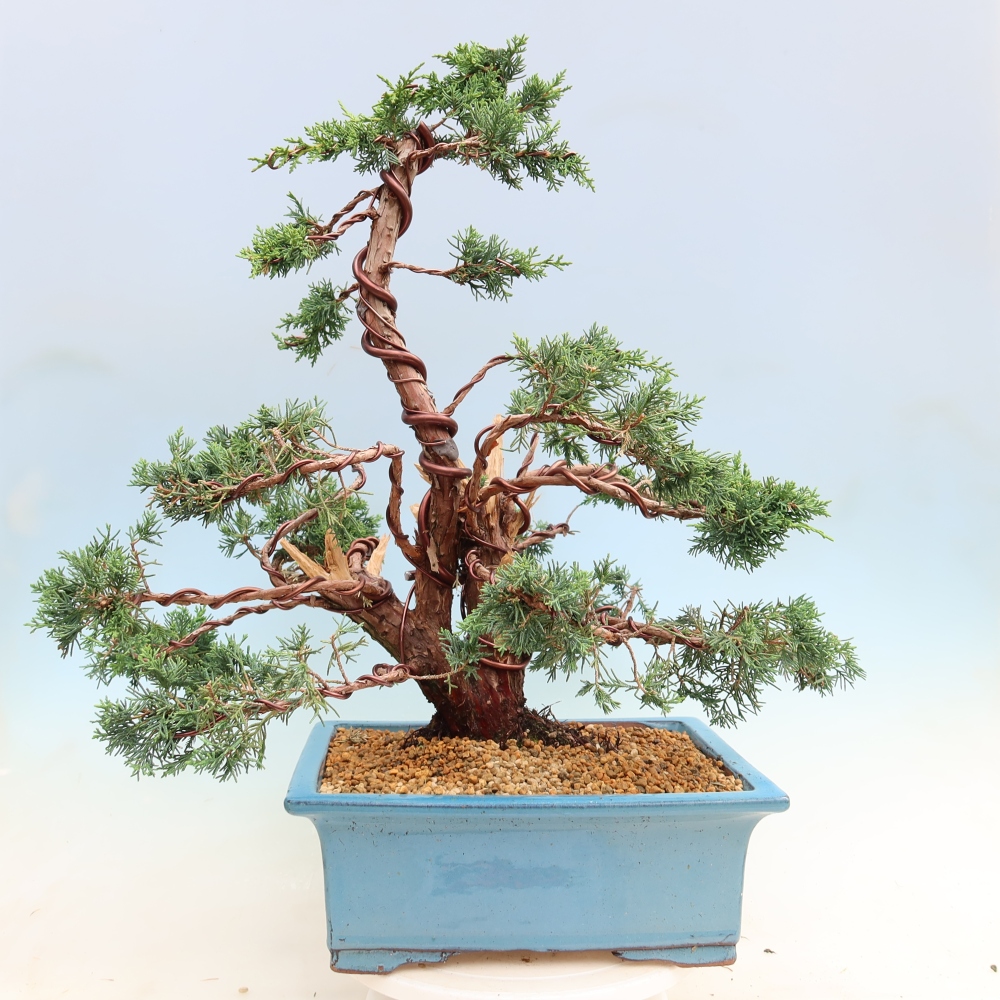 Kültéri bonsai - Juniperus chinensis Kishu