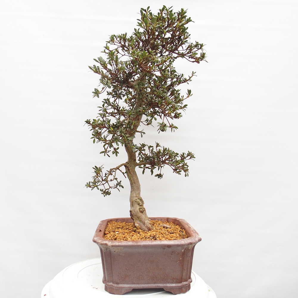 Kültéri bonsai - Japán azálea - Azalea satsuki