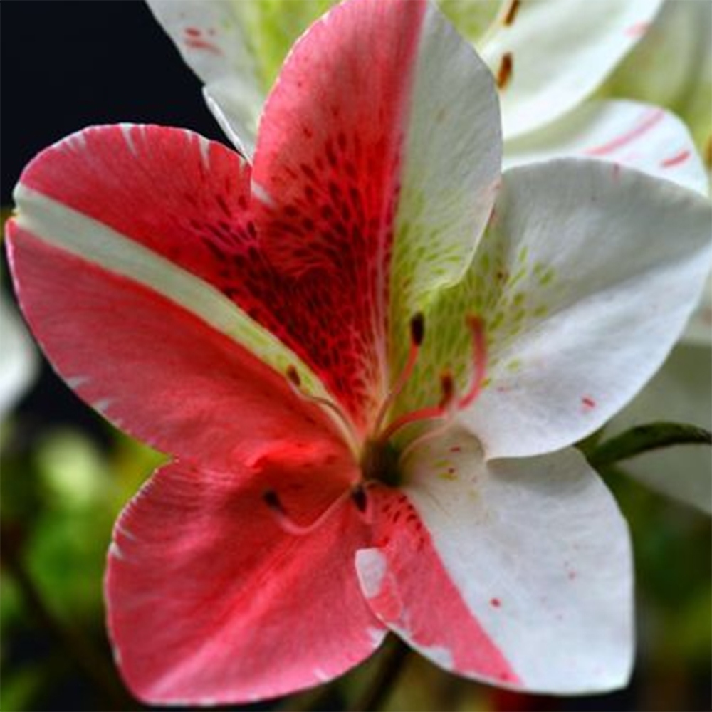 Kültéri bonsai - Japán azálea - Azalea Kisshoten