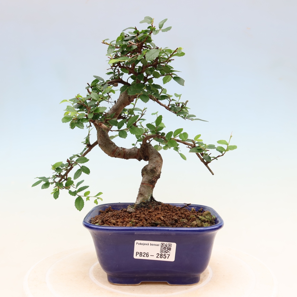 Szobai bonsai - Ulmus parvifolia - Kislevelű szilfa