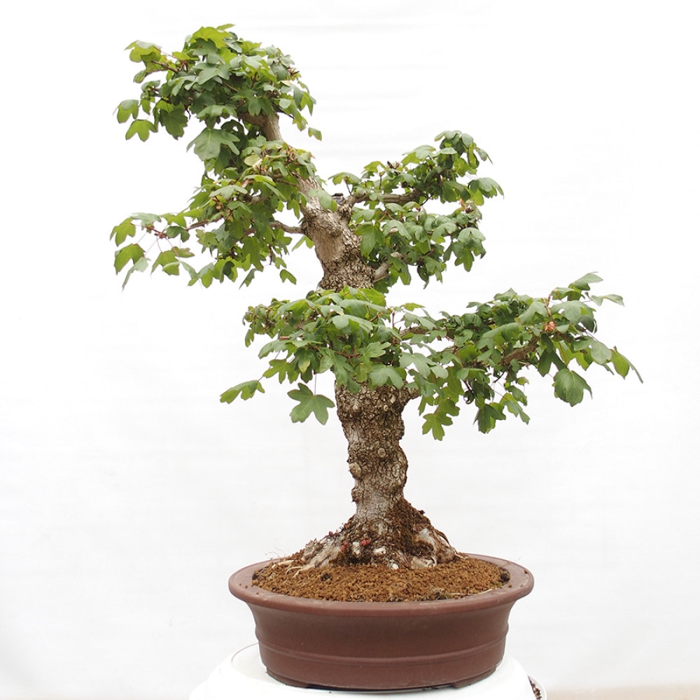Kültéri bonsai -Javor babyka - Acer campestre