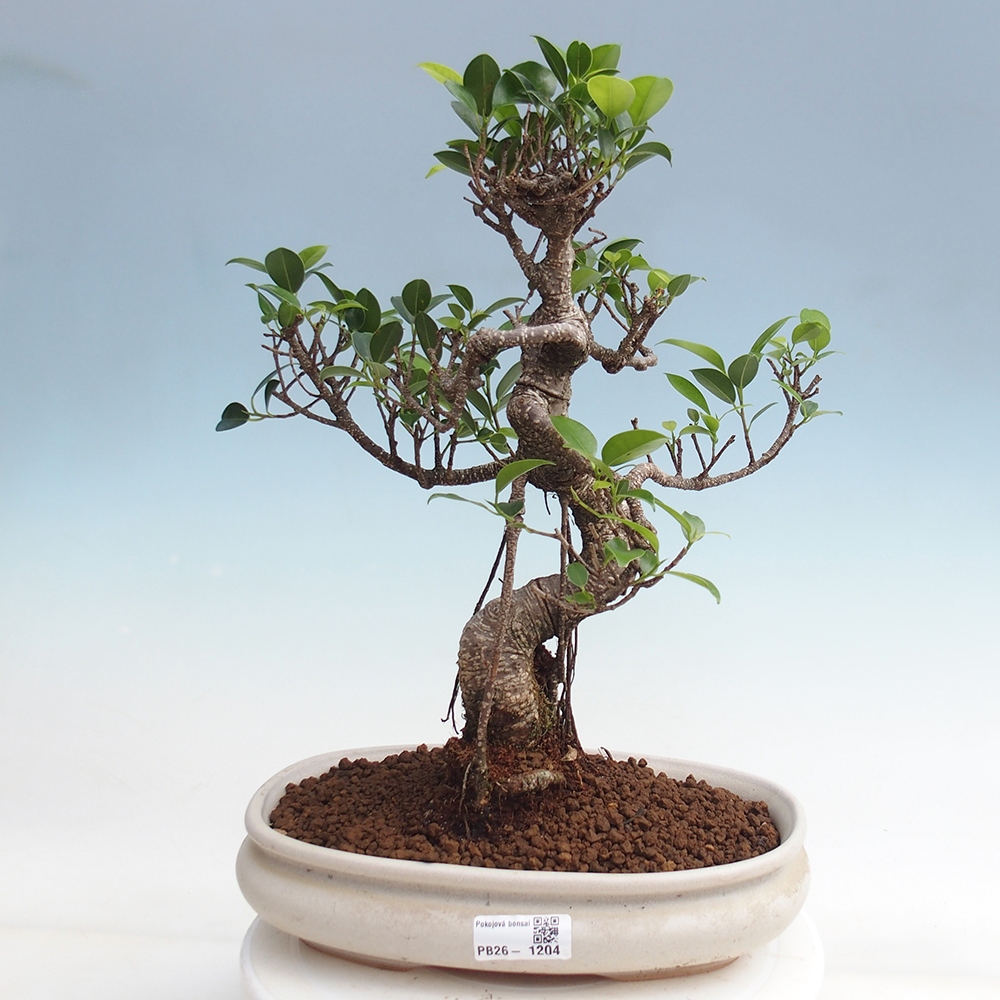 Szobai bonsai - Ficus kimmen - kislevelű fikusz