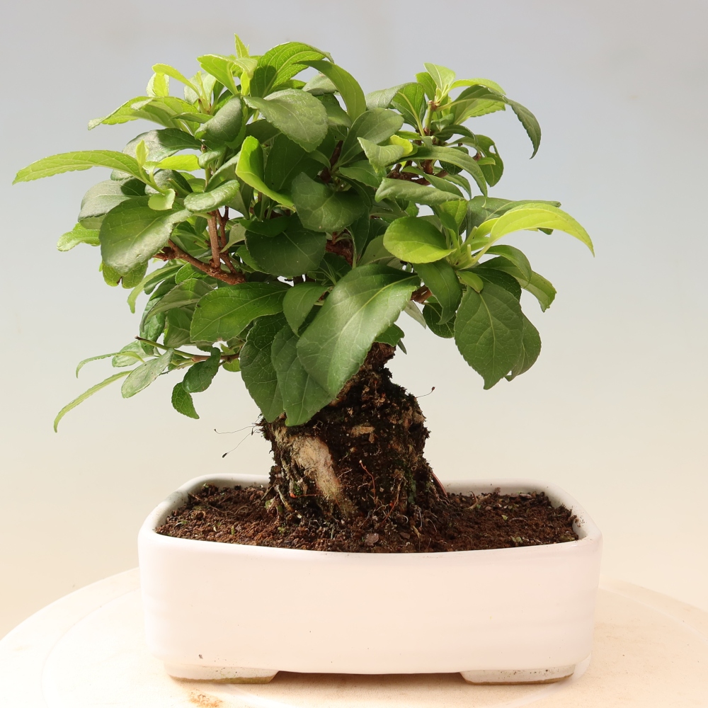 Kültéri bonsai - Celastrus orbiculatus