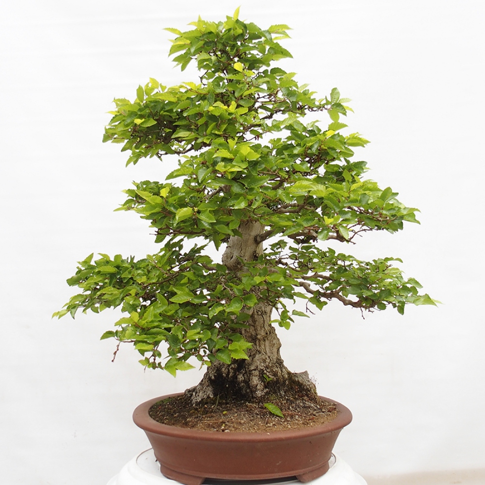 Kültéri bonsai -Carpinus CARPINOIDES - Koreai gyertyánfa