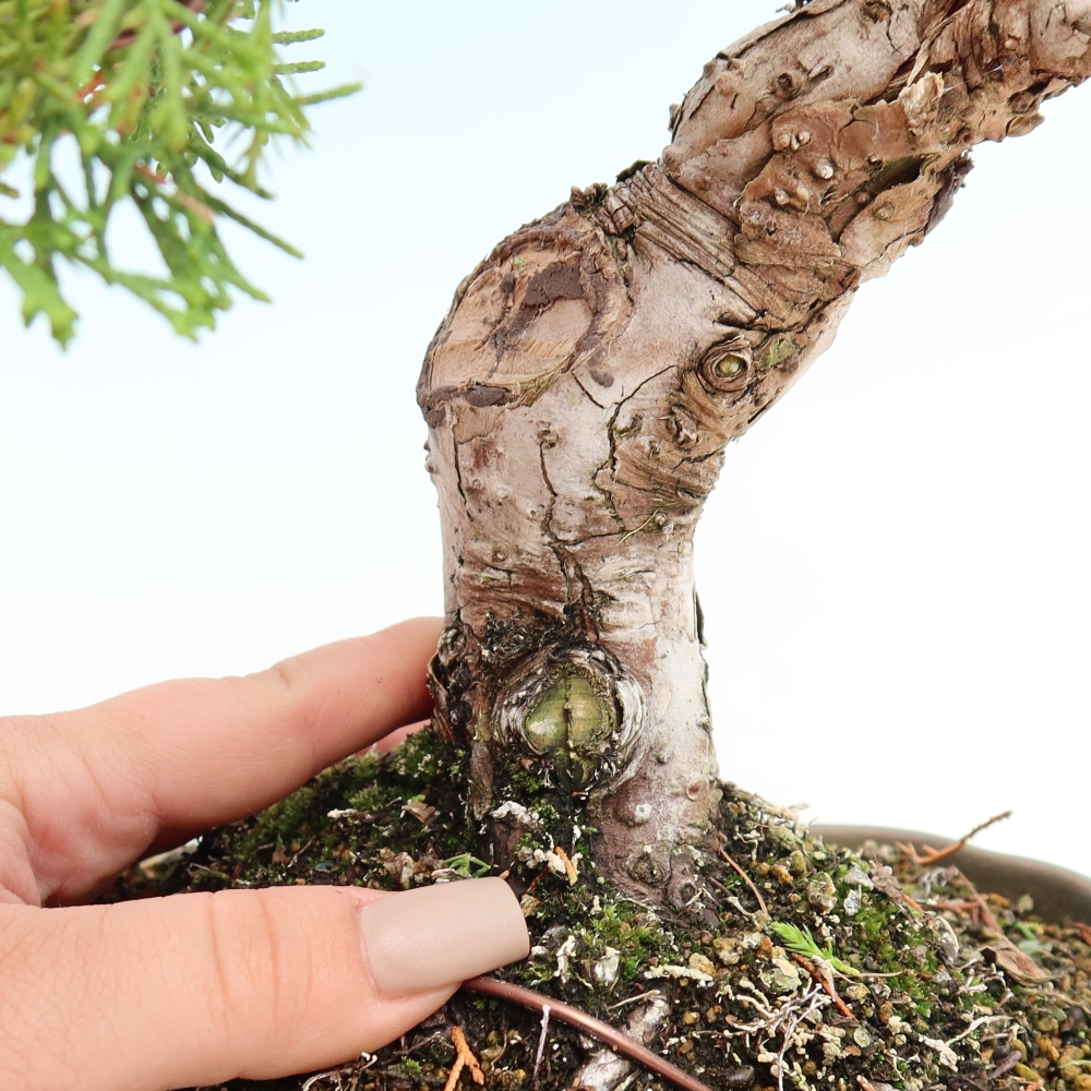 Kültéri bonsai - Juniperus chinensis Itoigawa-Juniperus chinensis