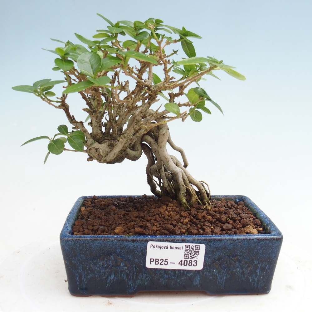 Beltéri bonsai - Premna serratifolia - Kozlovna malolista