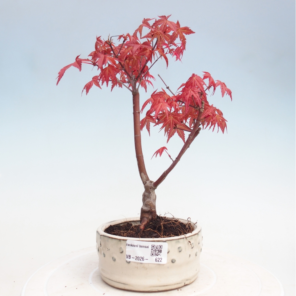 Kültéri bonsai - Acer palmatum DESHOJO