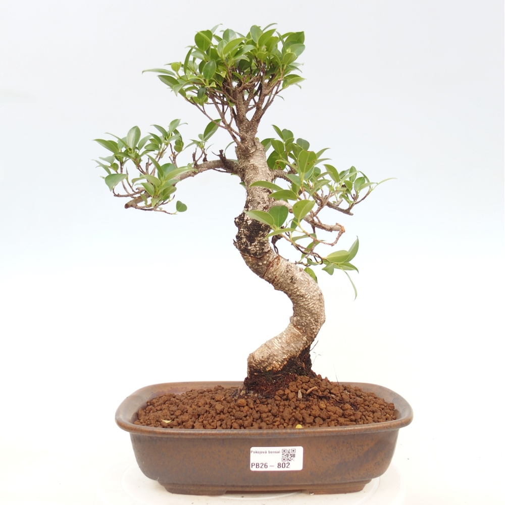 Szobai bonsai - Ficus kimmen - kislevelű fikusz