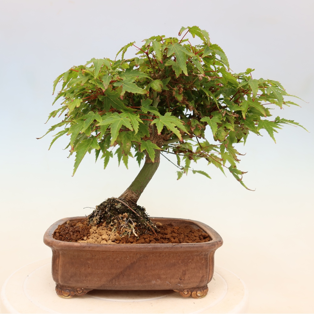 Acer palmatum KIOHIME - Pálma juhar