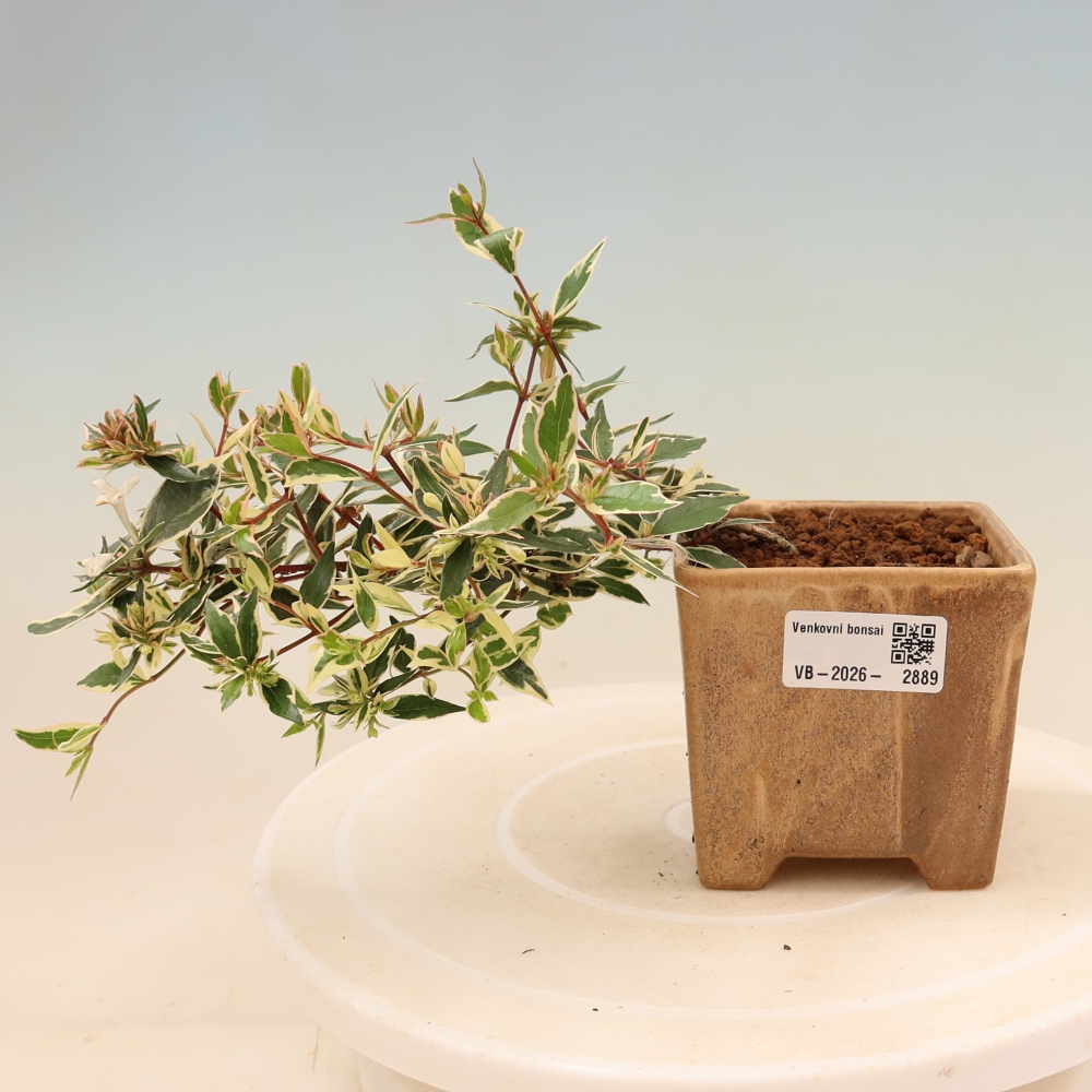 Kültéri bonsai – Abelia gr. Confetti – Nagyvirágú abélia