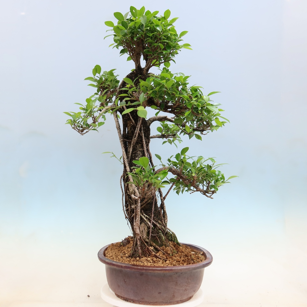 Szobai bonsai - Ficus kimmen - kislevelű fikusz