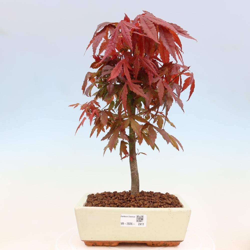 Kültéri bonsai - Acer pálma. Atropurpureum-Javor palmate