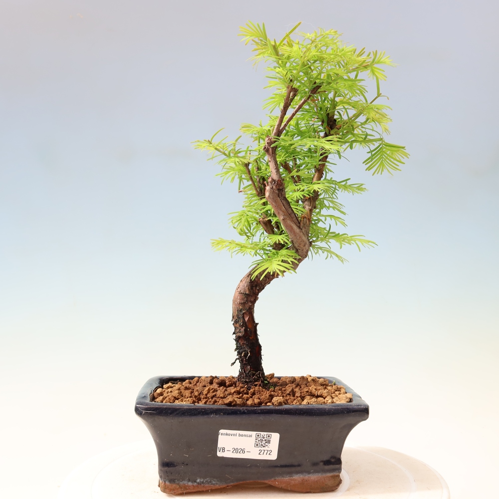 Kültéri bonsai - Metasequoia glyptostroboides - Kínai metasequoia
