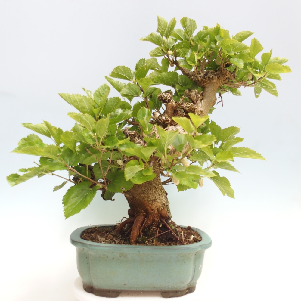 Kültéri bonsai -Morus alba - eperfa
