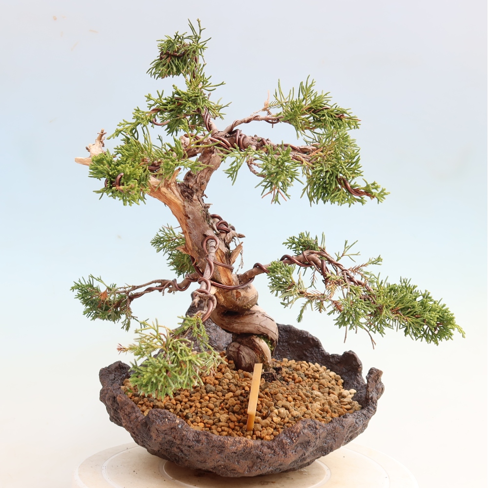 Kültéri bonsai - Juniperus chinensis Itoigawa-Juniperus chinensis