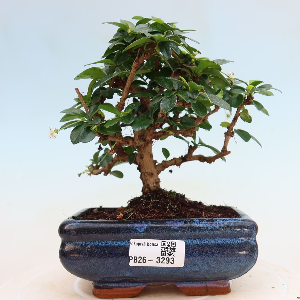 Szobai bonsai - Carmona macrophylla - Tea fuki