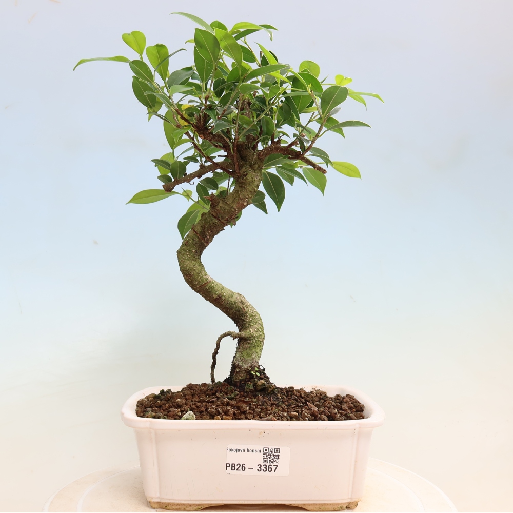 Szobai bonsai - Ficus kimmen - kislevelű fikusz