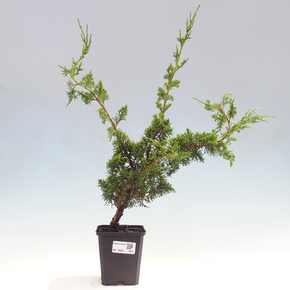 Kültéri bonsai - Juniperus chinensis Itoigawa