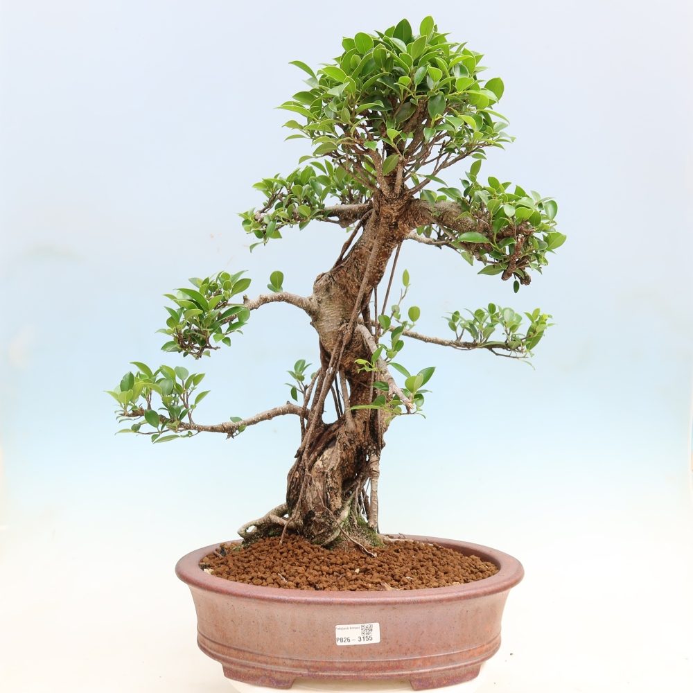 Szobai bonsai - Ficus kimmen - kislevelű fikusz